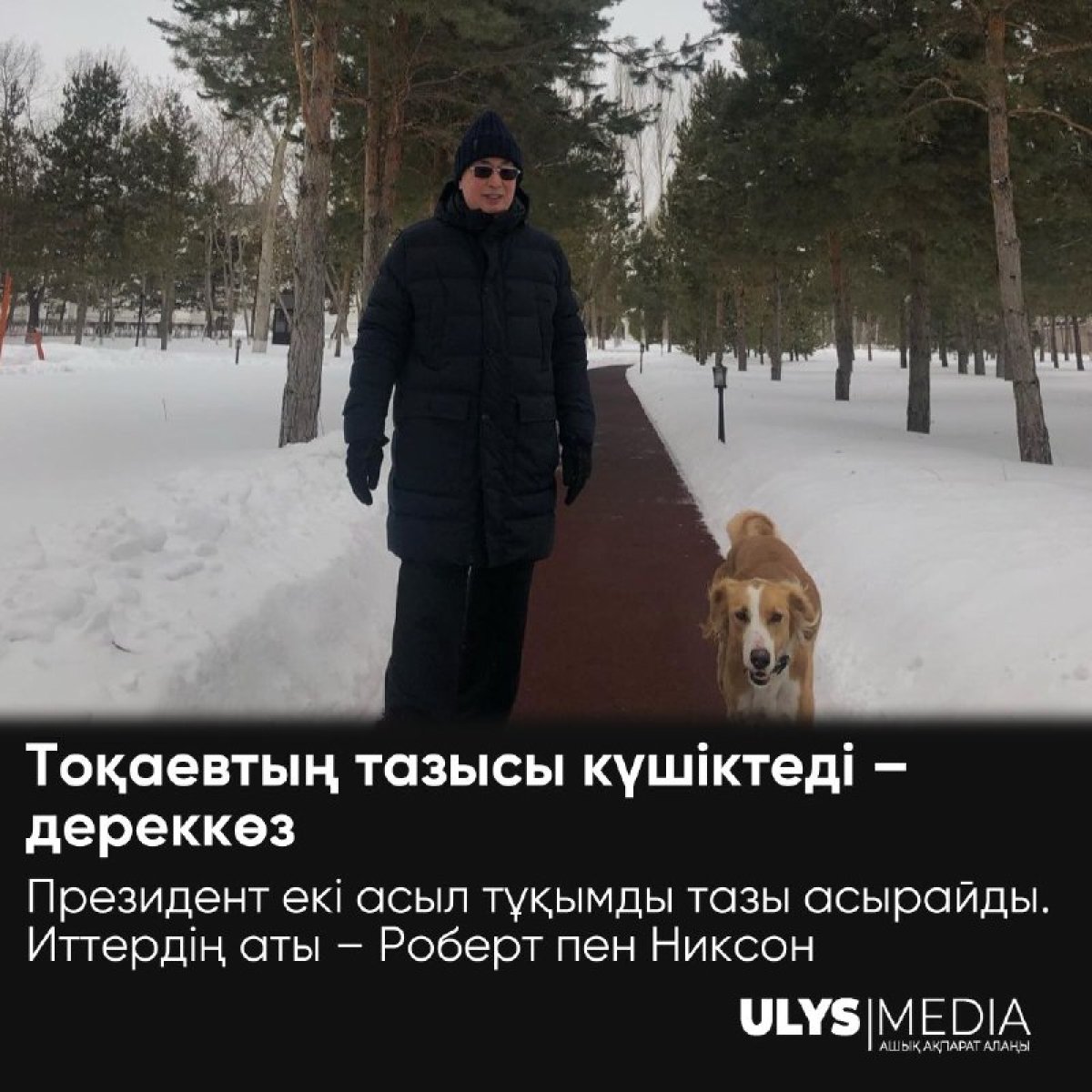 Тоқаевтың тазысы күшіктеді – дереккөз