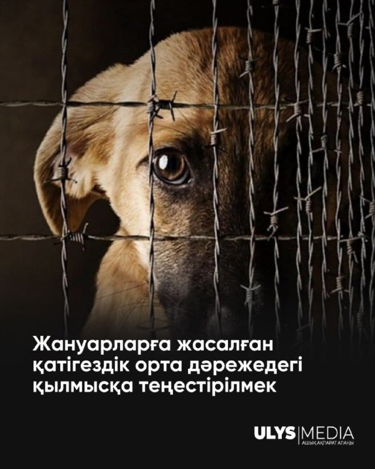 Жануарларға жасалған қатігездік орта дәрежедегі қылмысқа теңестірілмек