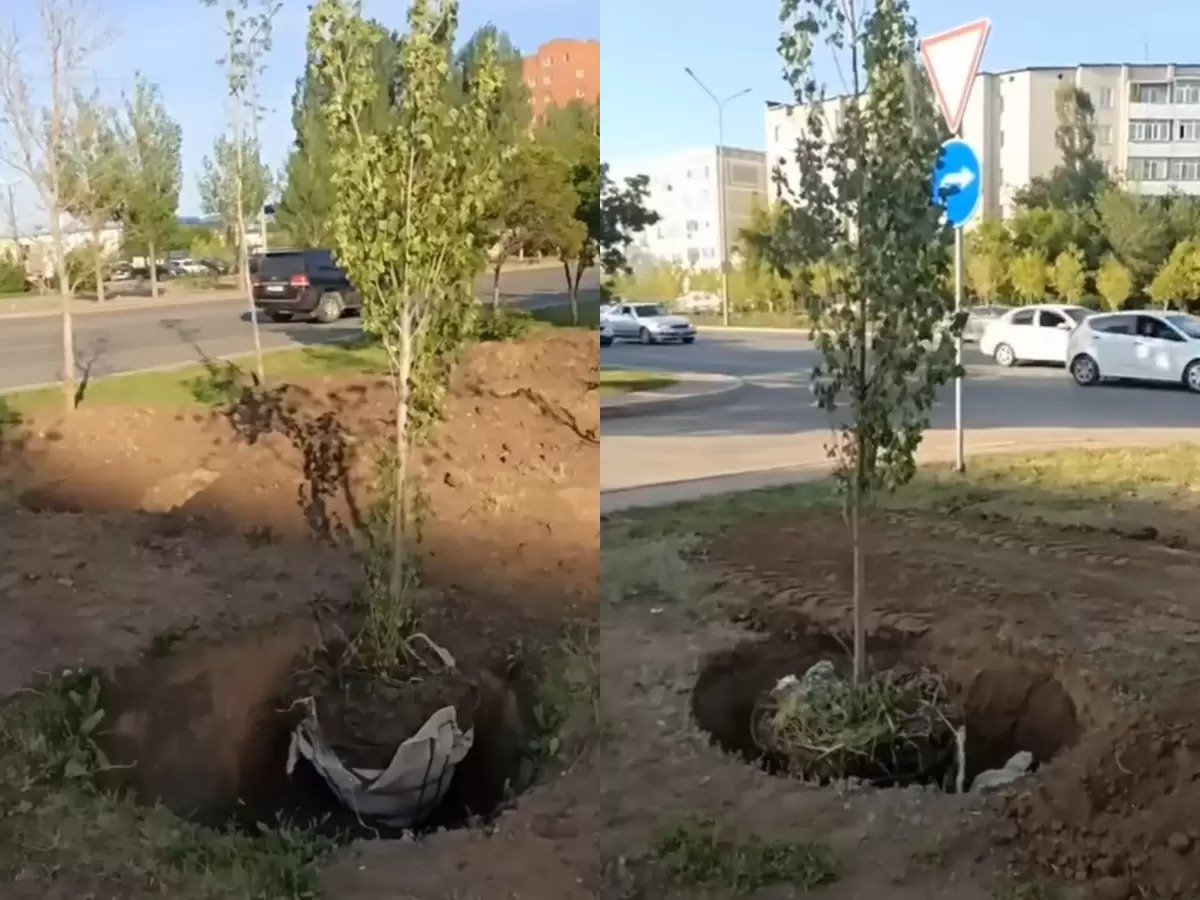 "Ағаштарға жасалған қорлық": Астанадағы қараусыз қалған көшеттер тұрғындардың ашуына тиді