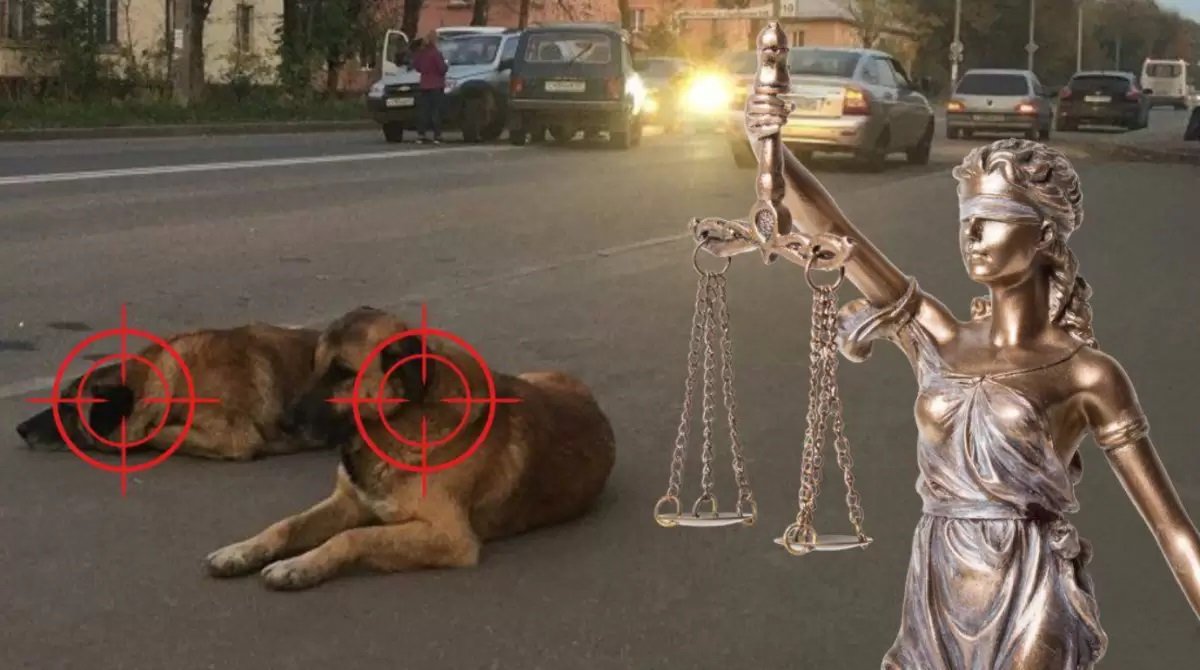 «Бұл гуманитарлық апатқа апарып соғады»: сарапшылар қаңғыбас иттерді атуға қарсы шықты