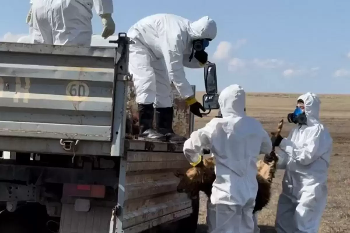 Сібір жарасы: Ақмола облысындағы екі ауылда карантин жарияланған
