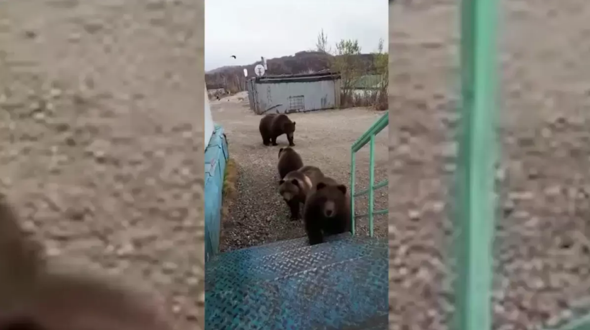Риддерде аюлар халықтың мазасын алды