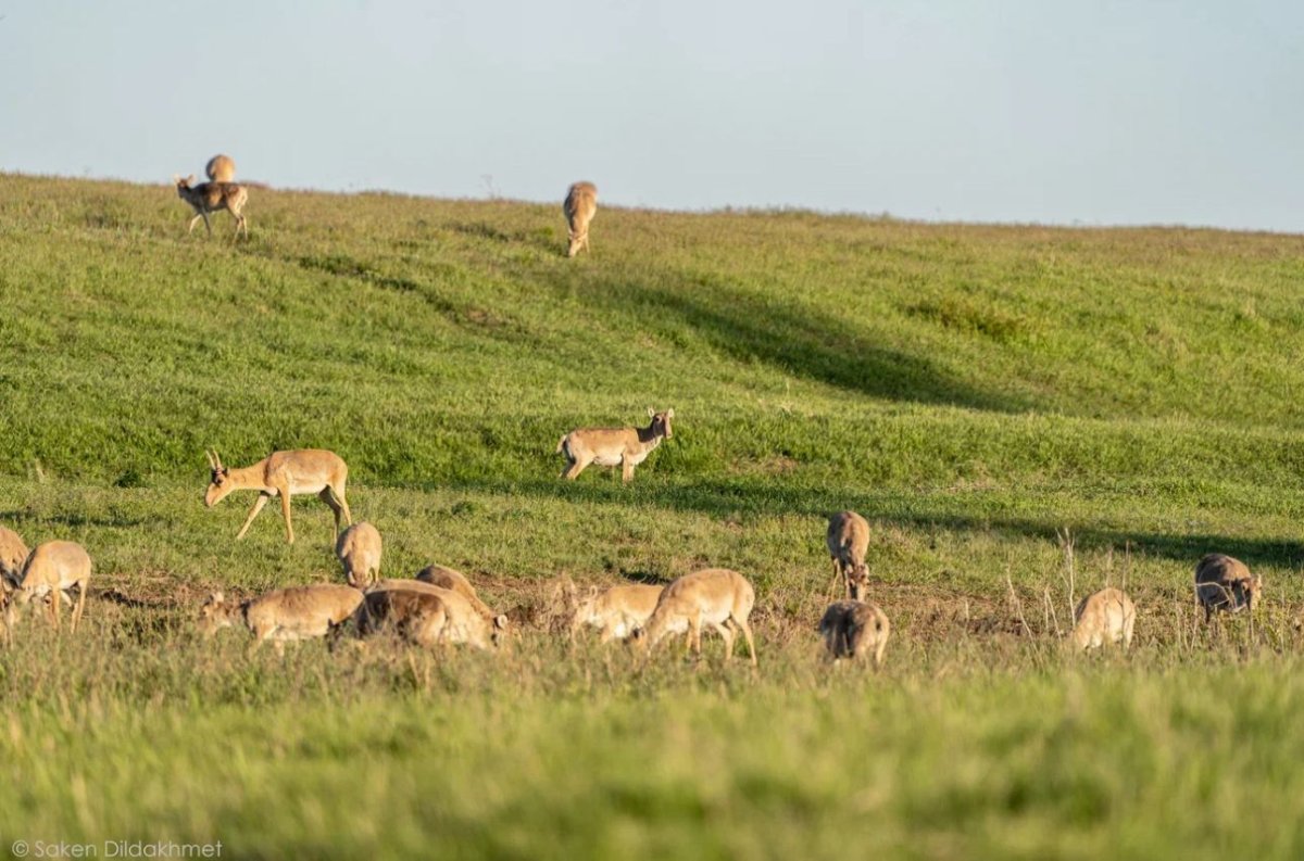 Қытай Қазақстандағы барлық киік мүйізін сатып алуға дайын