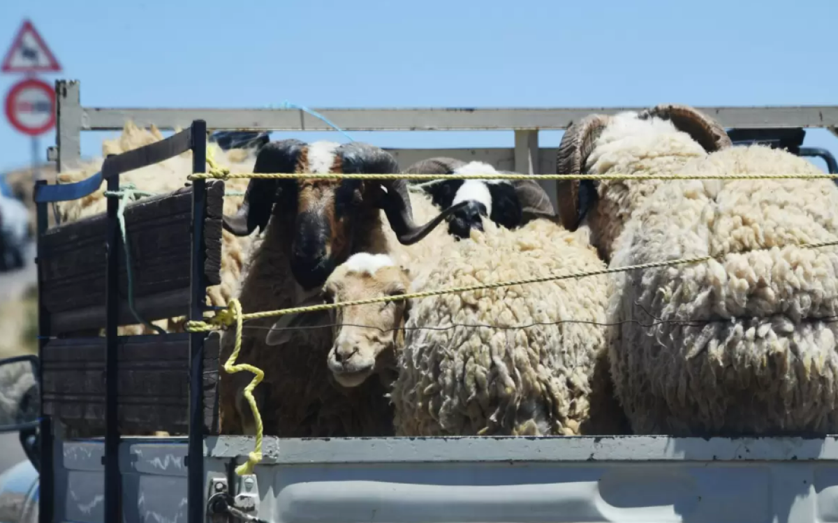 Шаруалар субсидия алу үшін жоқ малды бар деп көрсеткен