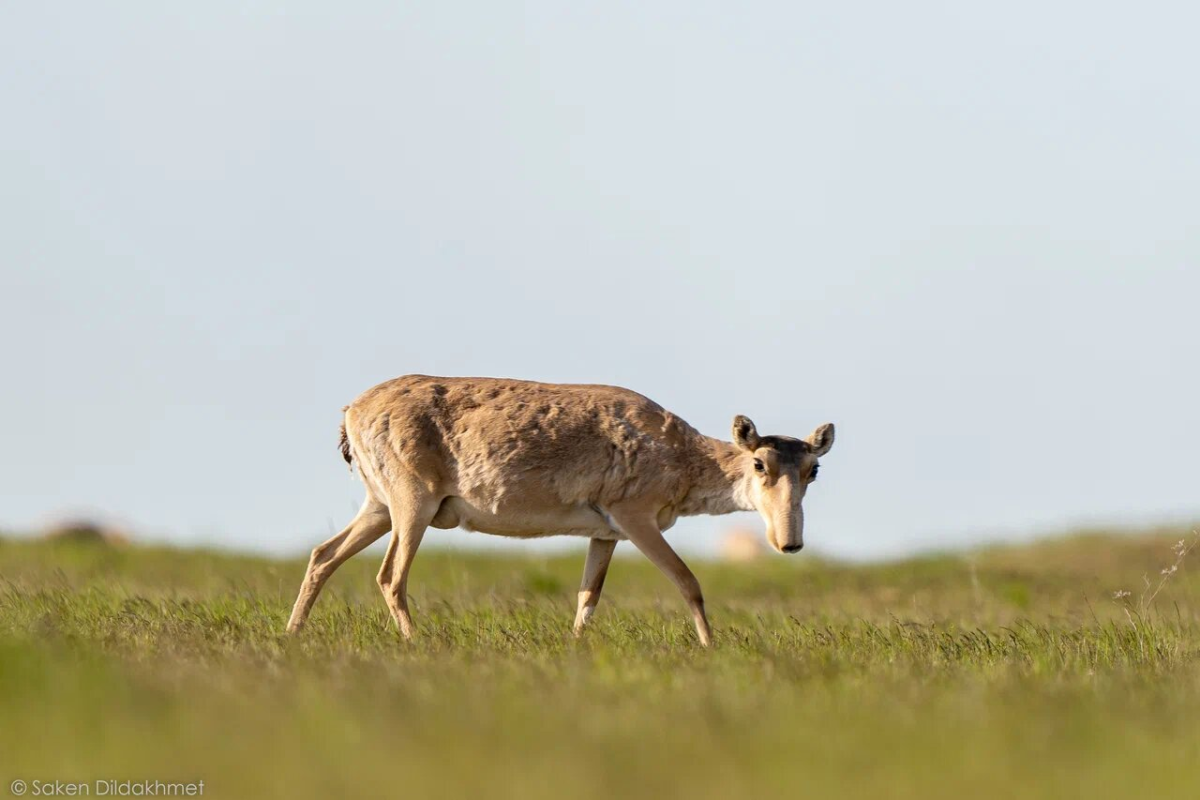 БҚО-да 90 мыңнан аса киікті атып тастады