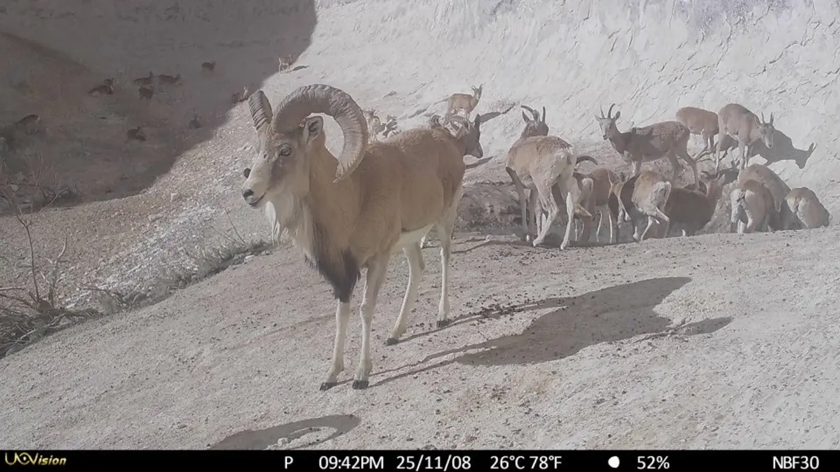 Маңғыстауда ерекше дала жануарлары фототұзаққа түсіп қалды