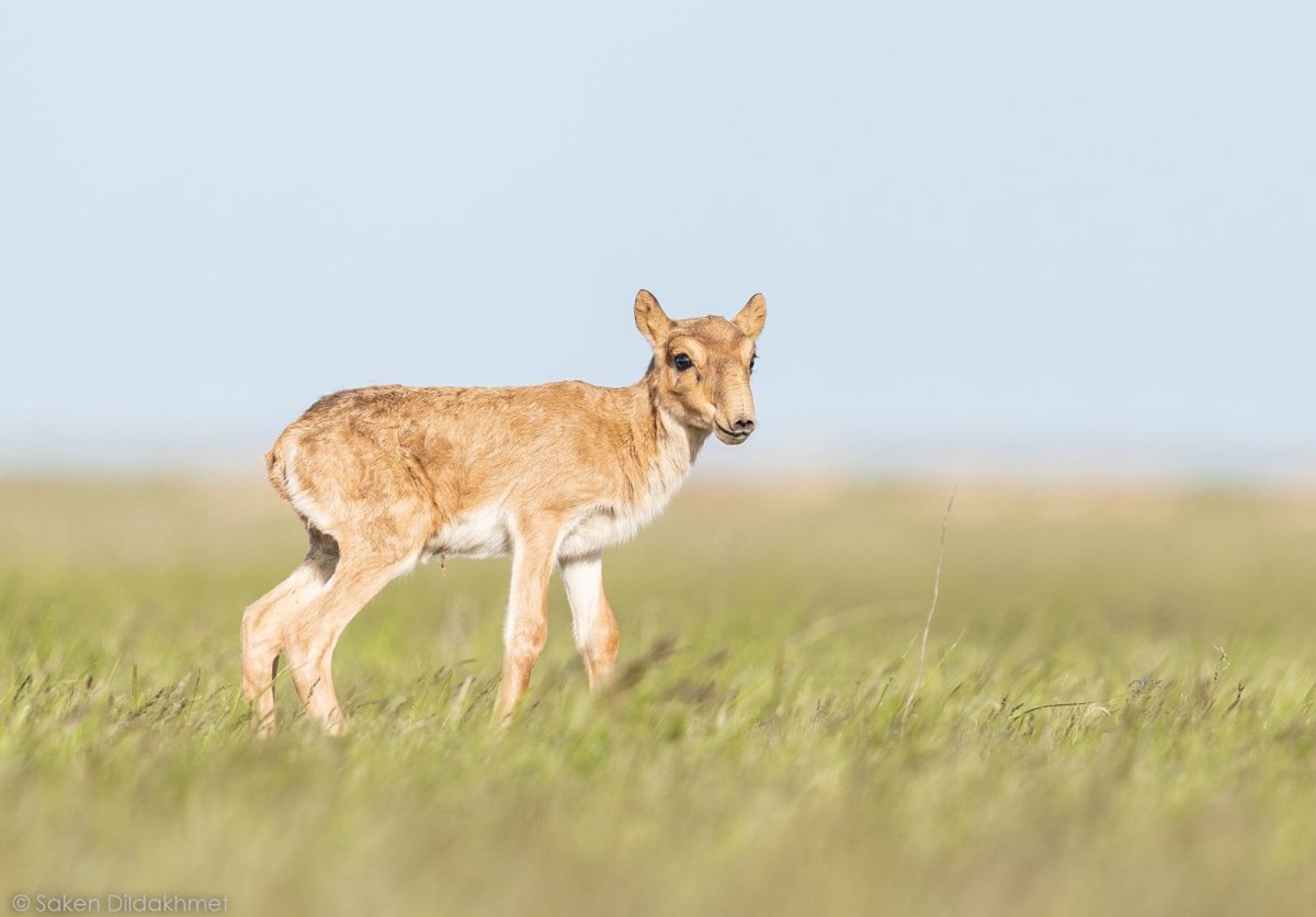 Қазақстанда 200 мың киікті атып тастаған