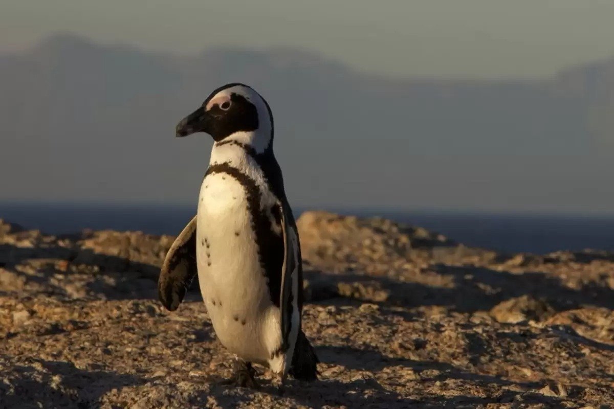 Африкада пингвиндер жаппай қырылып жатыр