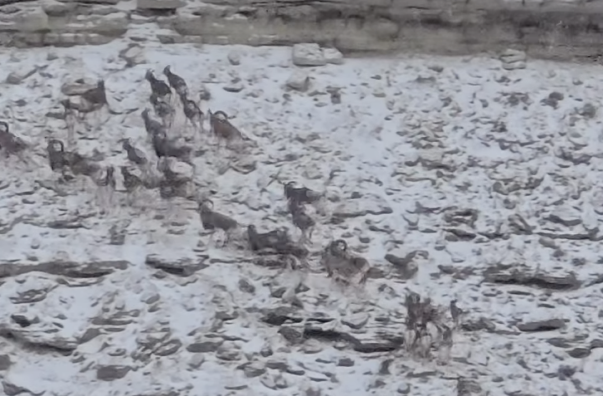 Үстірт қорығында арқарлар видеоға түсіп қалды