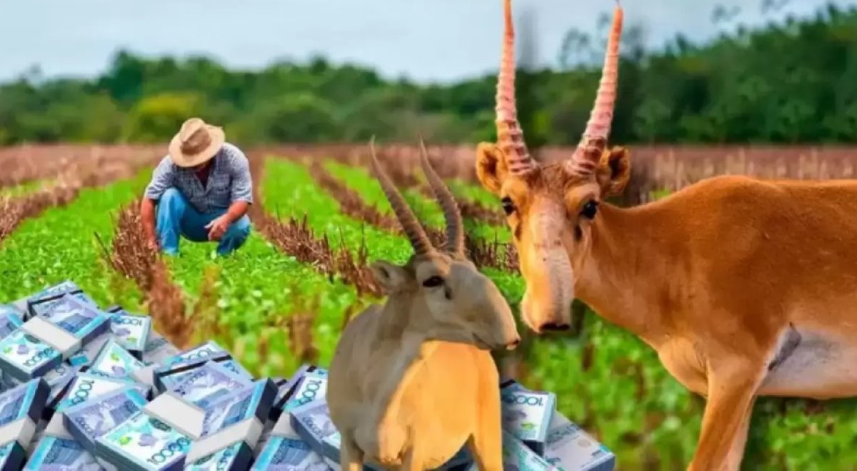 Қазақстанның Қытайға беретін киіктерінің жайы не болмақ