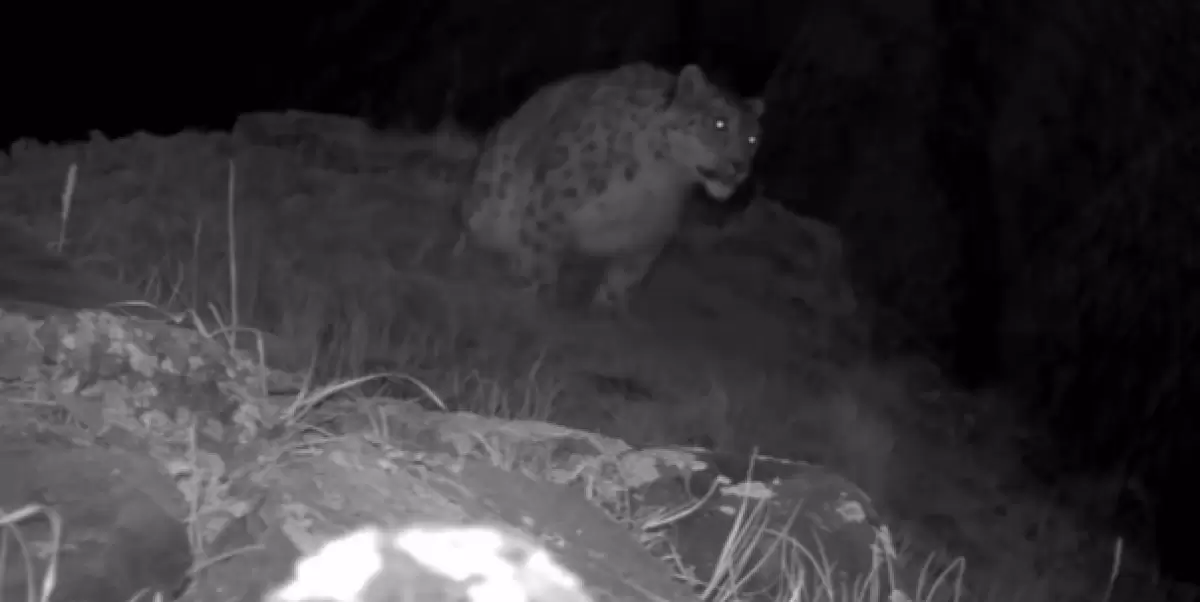 Катонқарағай сирек "қонақ" фототұзаққа түсіп қалды