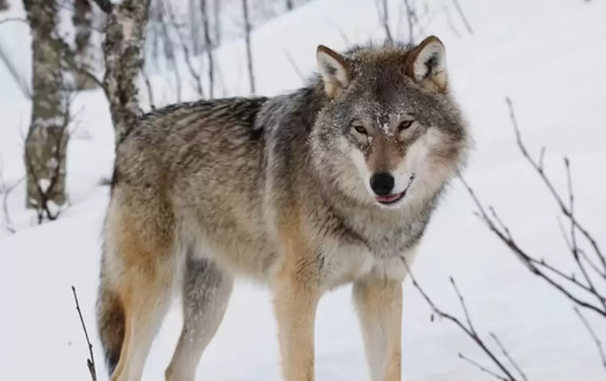 Қазақстанда қасқыр мен шибөріні атуға рұқсат беріледі