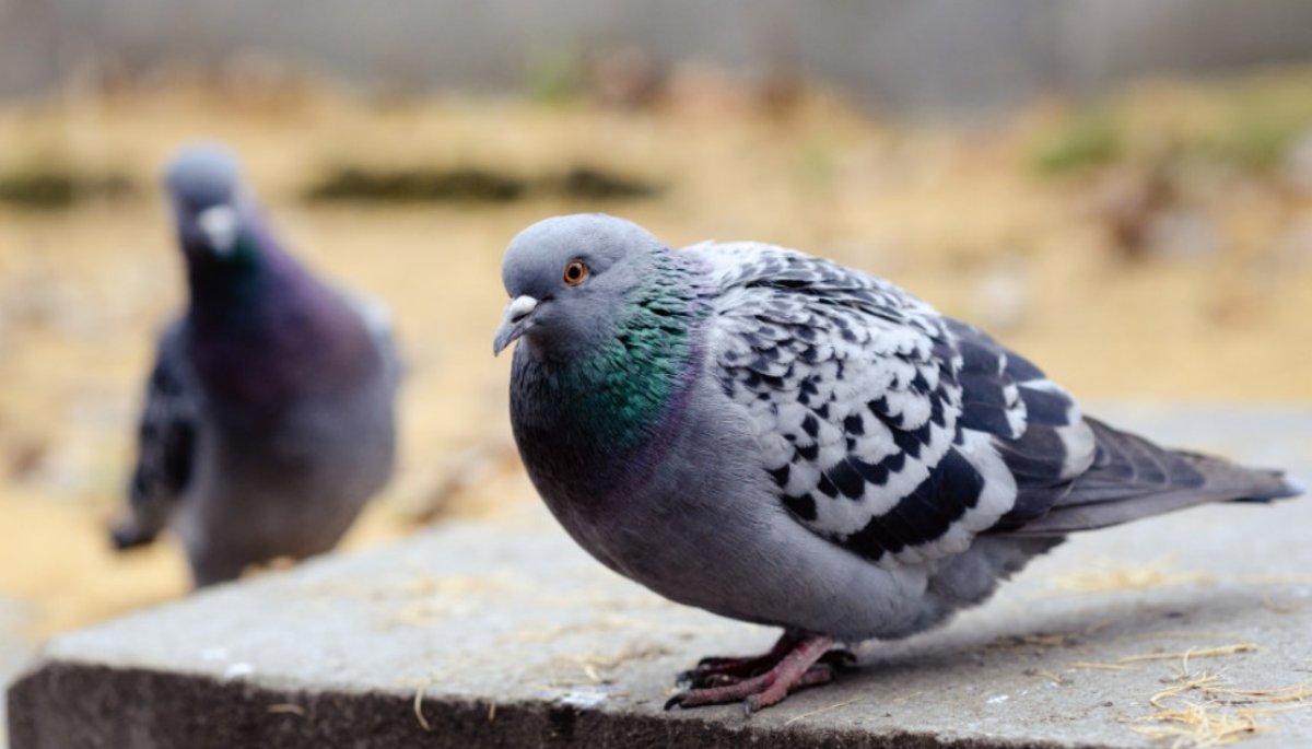 Көгершінді тамақтандырғаны үшін айыппұл салына ма