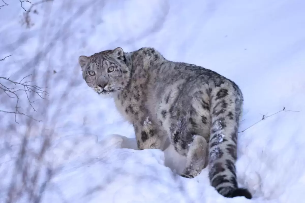 Алматы тауларындағы қар барысына спутниктік қарғыбау орнатылды