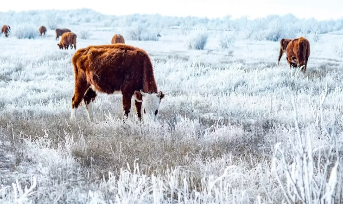 Атырау облысында мал жаппай қырылды: билік тексеру жүргізді