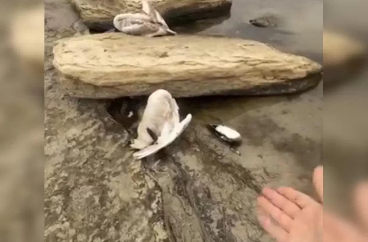 Маңғыстау облысында аққулар қырылып жатыр