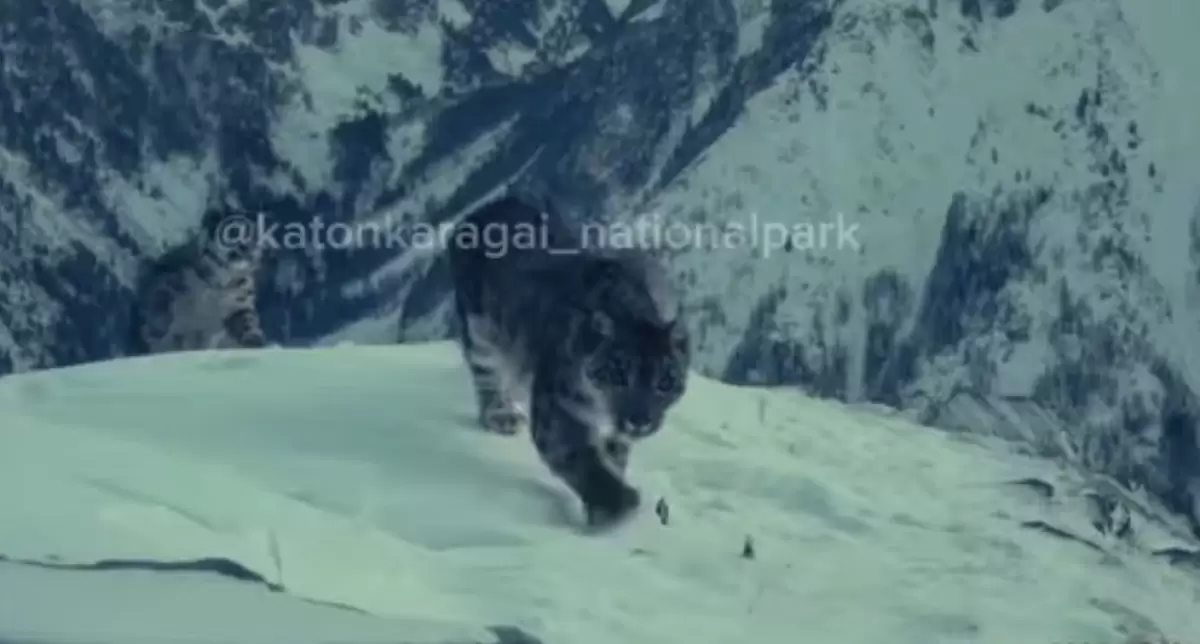 Шығыс Қазақстанда жүрген қар барысы видеоға түсіп қалды