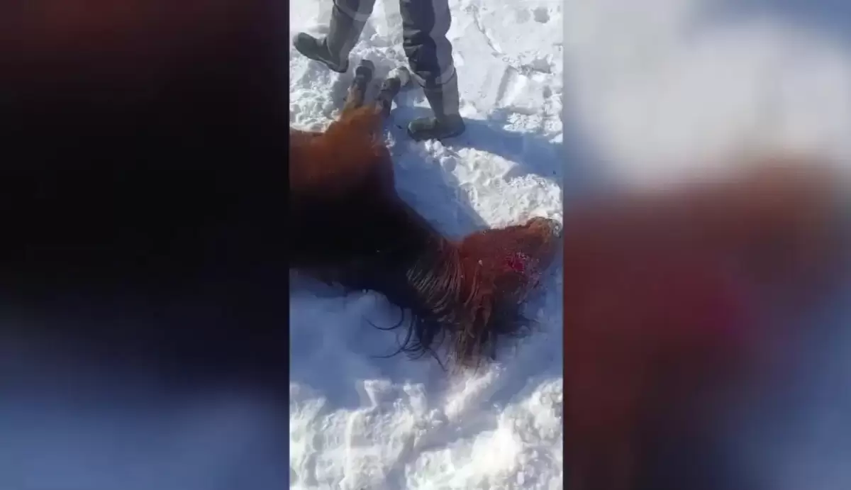 БҚО-да жылқылар қырылып жатыр: фермерлер төтенше жағдай жариялауды талап етті