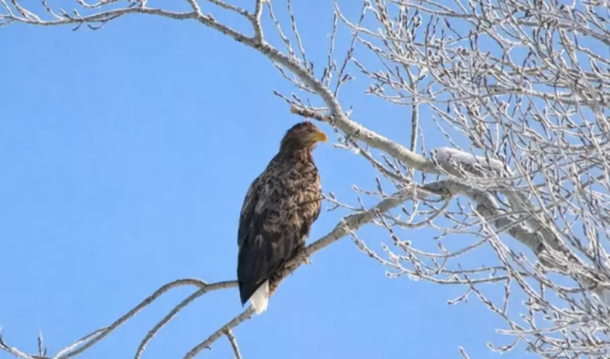 Катонқарағайда өте сирек кездесетін құс фотоқақпанға түсті