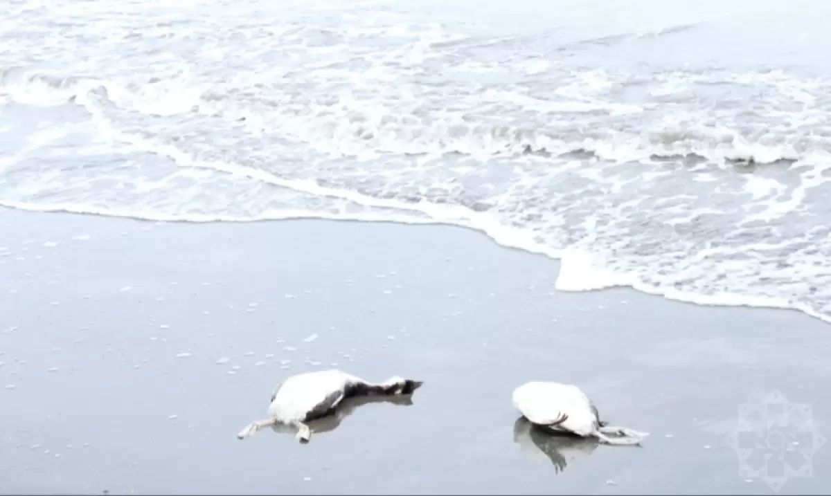 Каспий жағалауынан мыңдаған өлі құс табылды