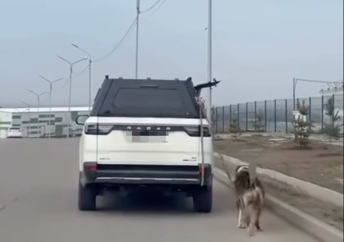 Алматыда жүргізуші итті көлігіне байлап, жол бойымен сүйреген