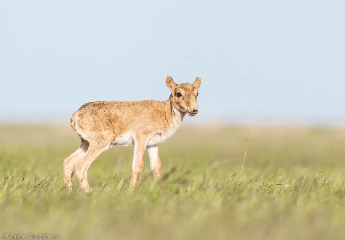 Қазақстанның солтүстігінде пойыз тұтас киік табынын қағып кетті