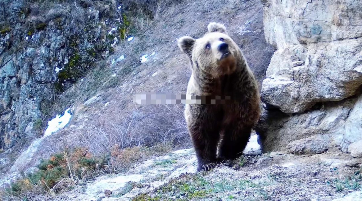 Алматы қорығындағы қоңыр аюлар қысқы ұйқыдан ерте оянды