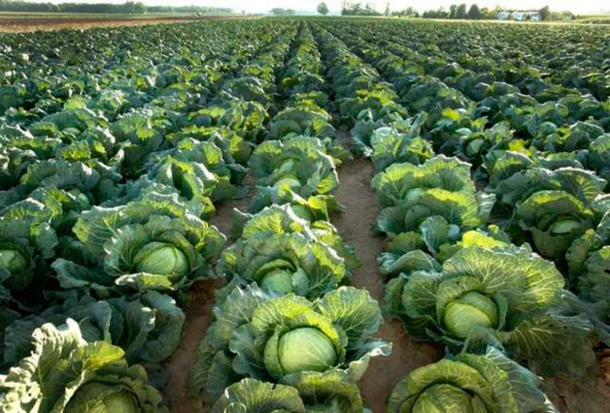 Түркістан облысында диқандар ерте піскен қырыққабатты жинауға кірісті