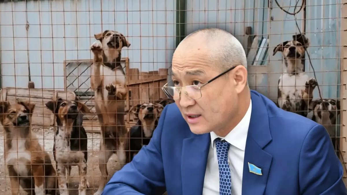 Қамалған иттер енді босатылмайды - эвтаназияға ұшырайды