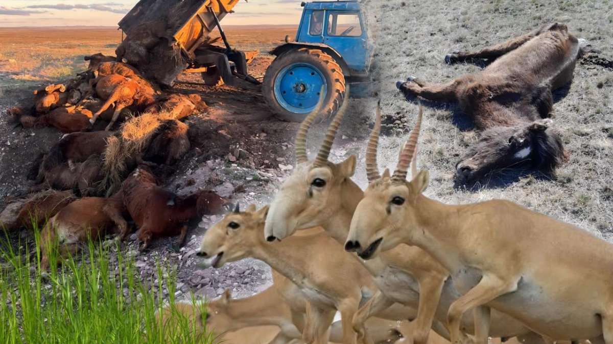 «Киіктерді қорыққа алып кетсін!»: Қарағанды облысында мал жаппай қырылып жатыр