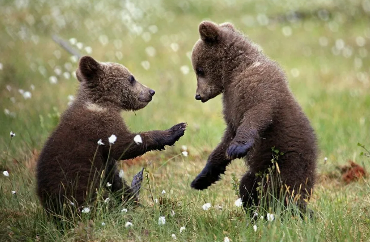 Алматы зообағында қыста туған қос қонжық вольерге шықты