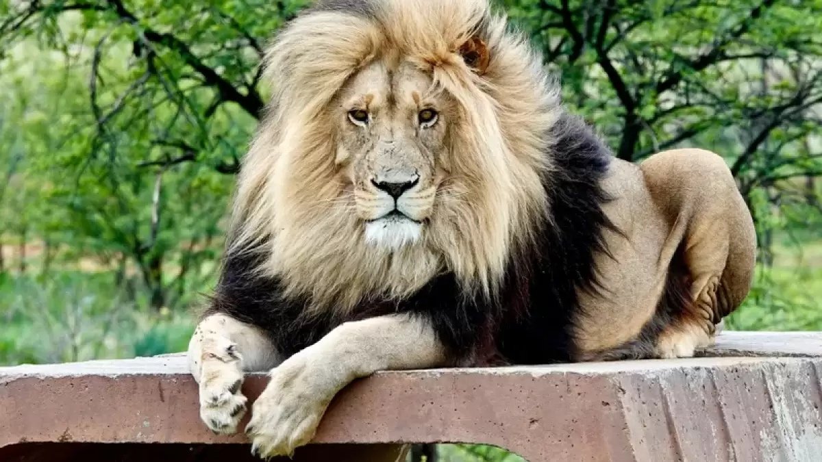 Арыстандарға тас атқандар жауапқа тартылатын болды