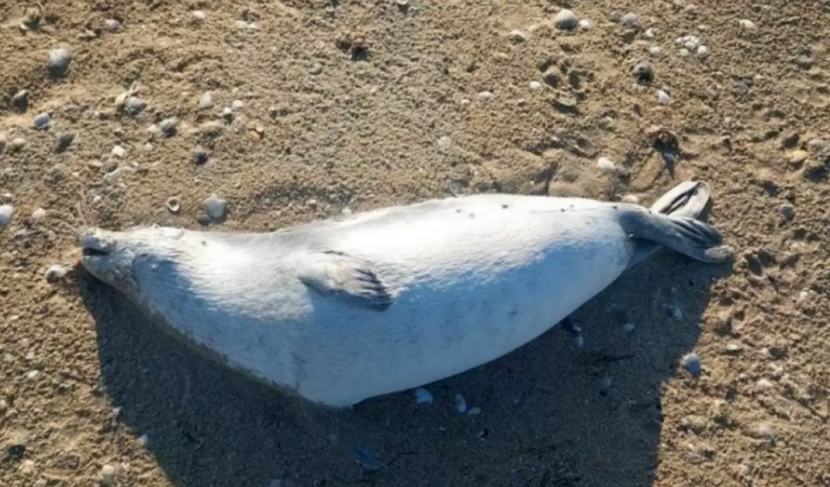 Каспийде тағы да итбалықтар қырылды