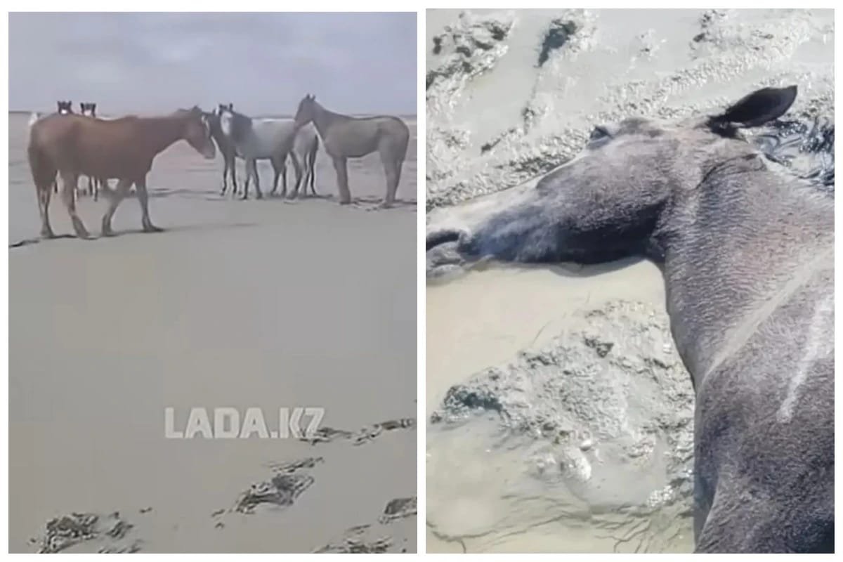 Маңғыстауда жауын-шашын салдарынан 100-ден аса жылқы қырылып қалды