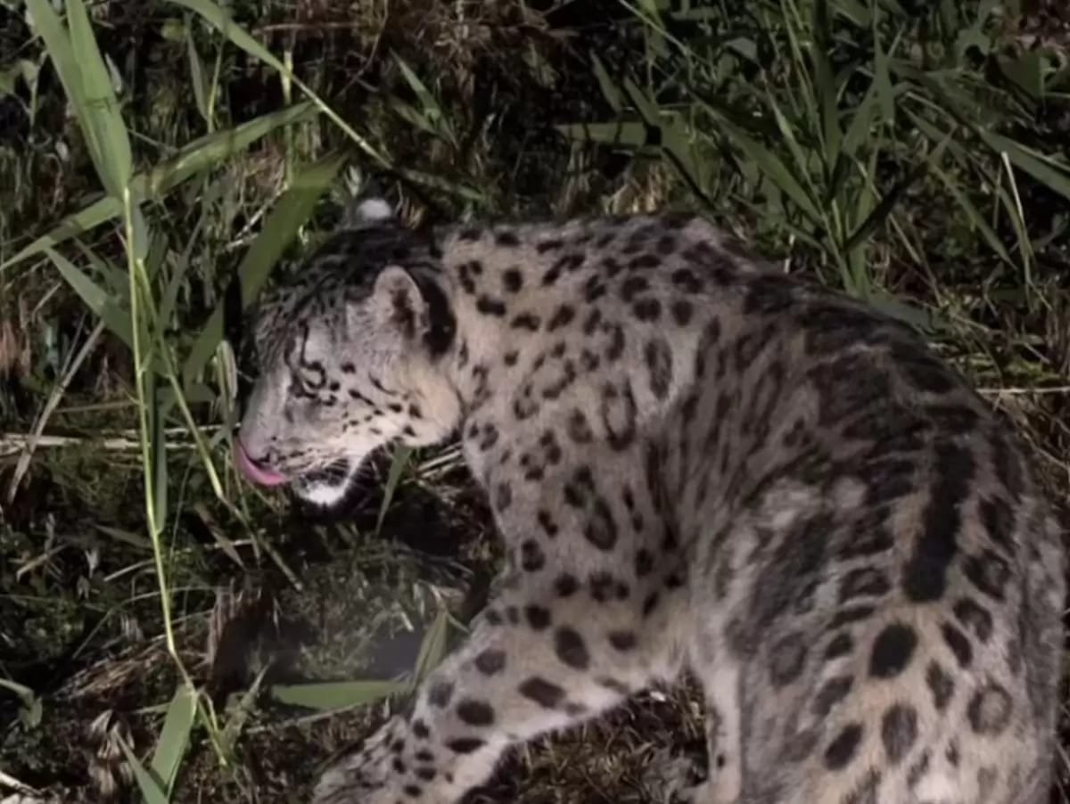 «Алтын-Емел» ұлттық паркі аумағында қар барысы камераға түсіп қалды