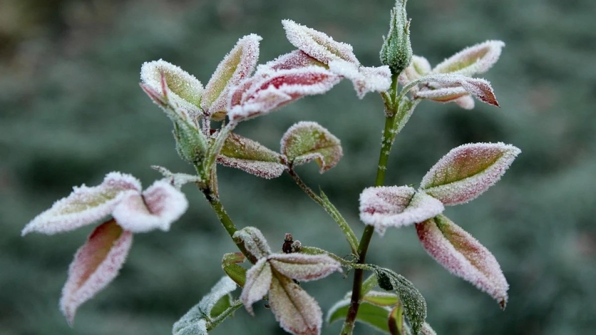 Қазақстанның бірнеше өңірінде үсік жүреді