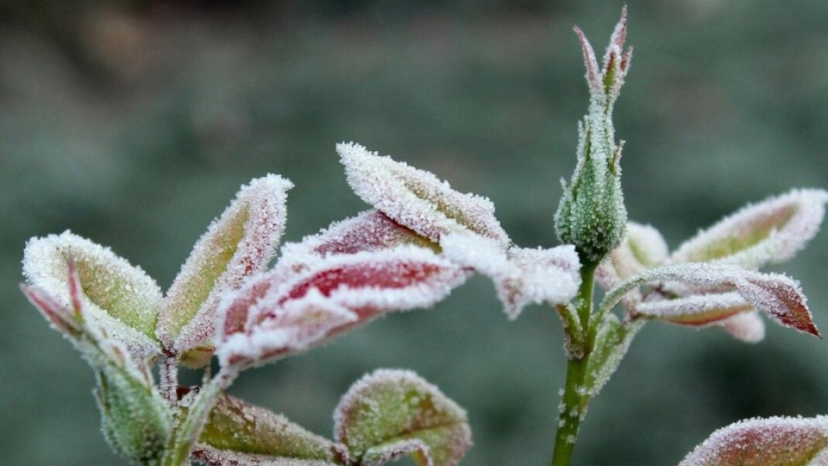 -2 °C: Кей өңірлерде үсік жүреді