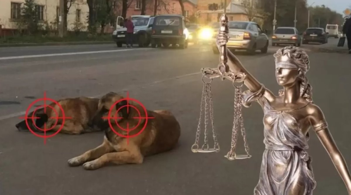 «Ит жоқ болса – проблема да жоқ»: Қазақстан таңдаған жолдың қаупі қандай