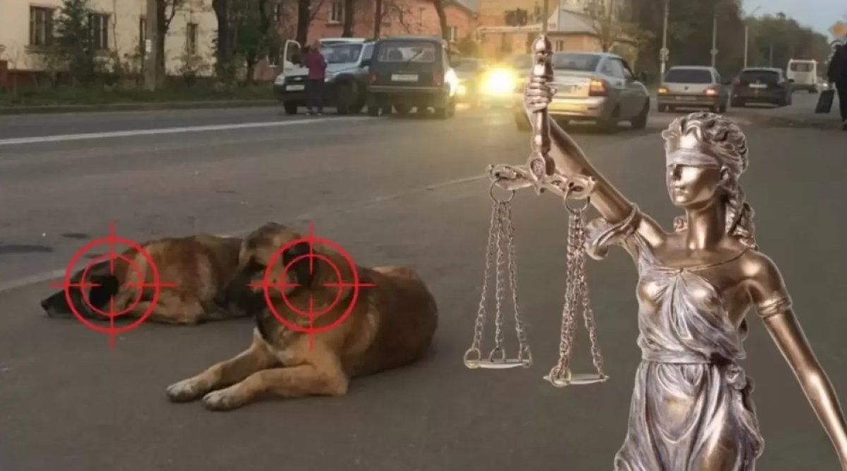 Даулы заң мақұлданды: бұралқы иттерді не күтіп тұр?