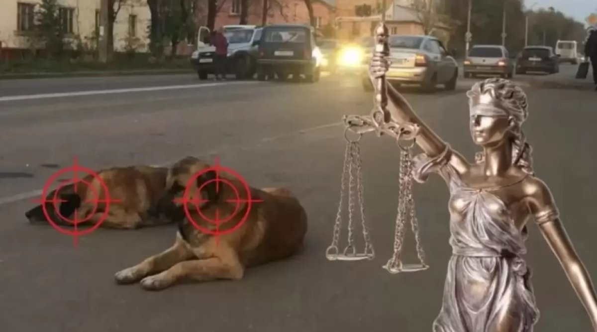 Даулы заңға қол қойылды: эвтаназия қандай жануарларға қолданылады