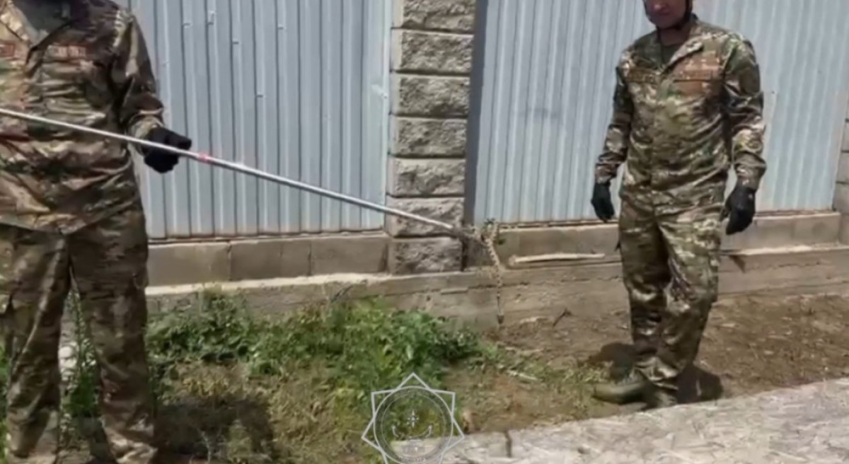 Алматы облысында жеке үйдің ауласына жылан кіріп кеткен (видео)