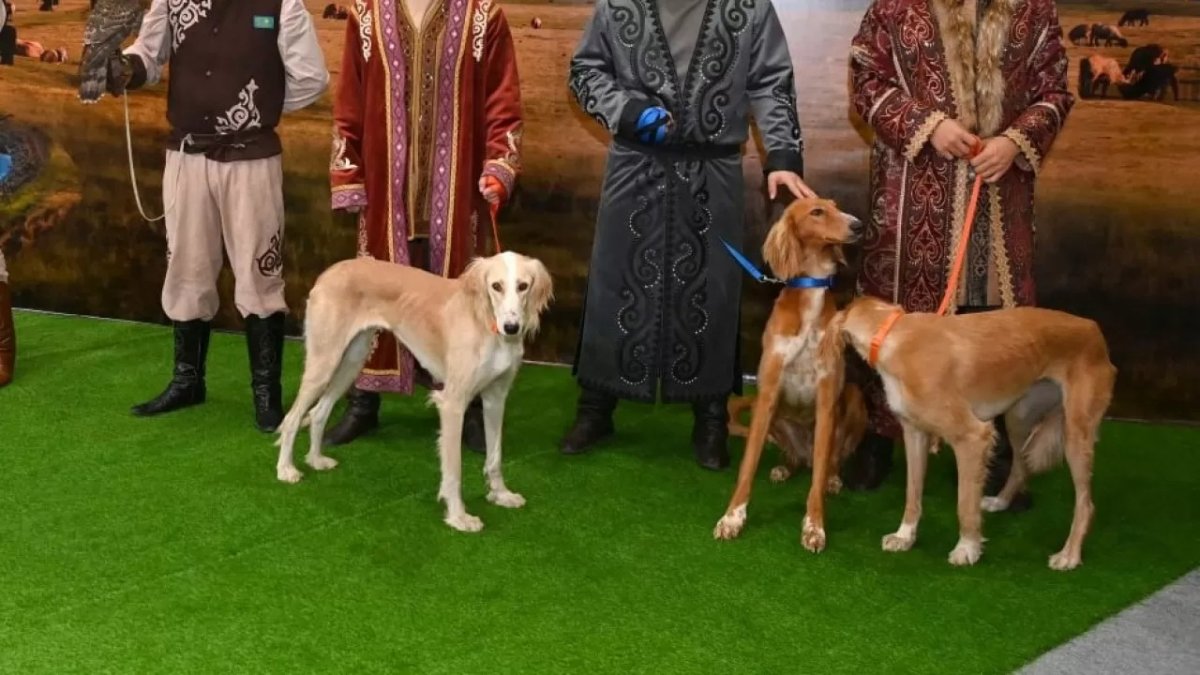 Елімізде Қазақ тазысы мен төбеті күні алғаш рет аталып өтіп жатыр