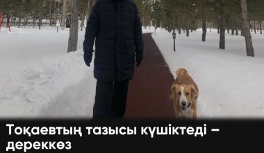 Тоқаевтың тазысы күшіктеді – дереккөз
