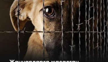 Жануарларға жасалған қатігездік орта дәрежедегі қылмысқа теңестірілмек