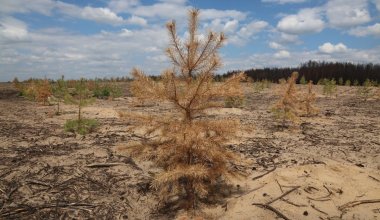 Қостанай облысында өрттен кейін отырғызылған ағаштар қурап жатыр