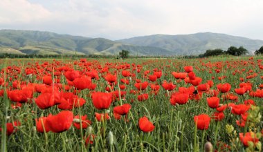 Селфи жасасаңыз 73 мың теңге айыппұл: Алматылықтар нені біліп жүруі керек?