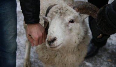 Астанада құрбан шалуға болатын орындар бекітілді