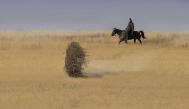 Құтқарушылар ашық далада адасып кеткен жасөспірімді тапты