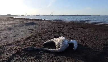 Каспий жағалауында аққу қырылып жатыр