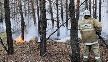 «Семей орманы» өртенді: тағы не болды